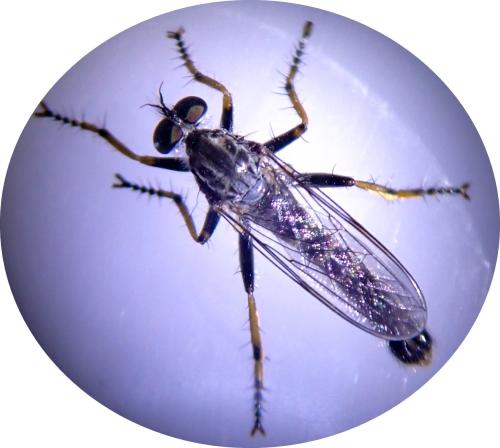 Réf. 345 843 : Neomochtherus geniculatus